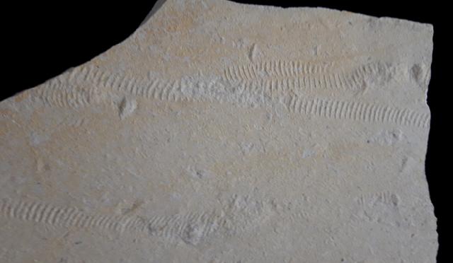 Rollspuren mehrer Ammoniten (Perisphinctes) - Bild &copy; FossNet FossilienStore